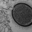 Mollivirus sibericum Mollivirus sibericum