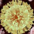 Virus(英文單詞) Virus(英文單詞)