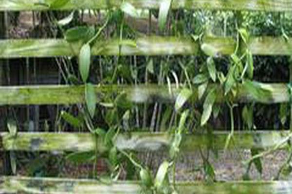 Vanilla planifolia Vanilla planifolia