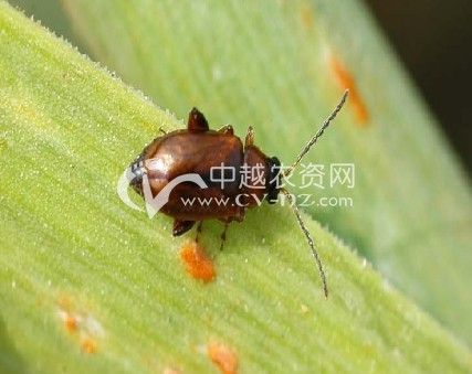 韭螢葉甲 韭螢葉甲
