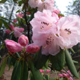 山光杜鵑