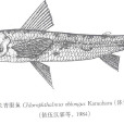 長青眼魚 長青眼魚