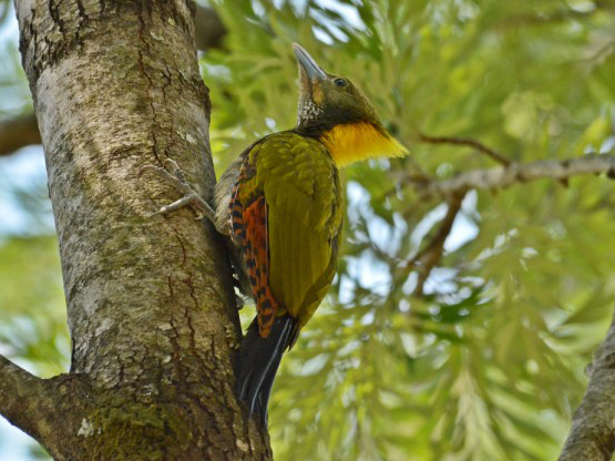 大黃冠啄木鳥指名亞種