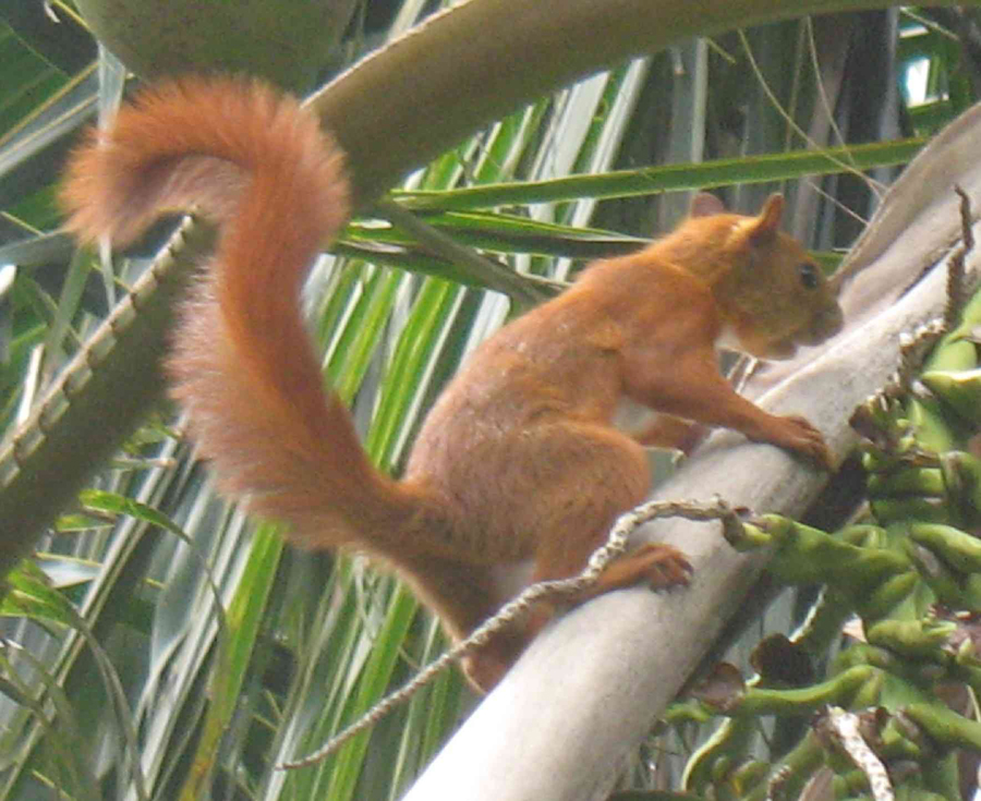 南部亞馬遜紅松鼠