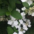 瓊花(聚八仙)