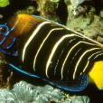 六帶刺蓋魚 六帶刺蓋魚