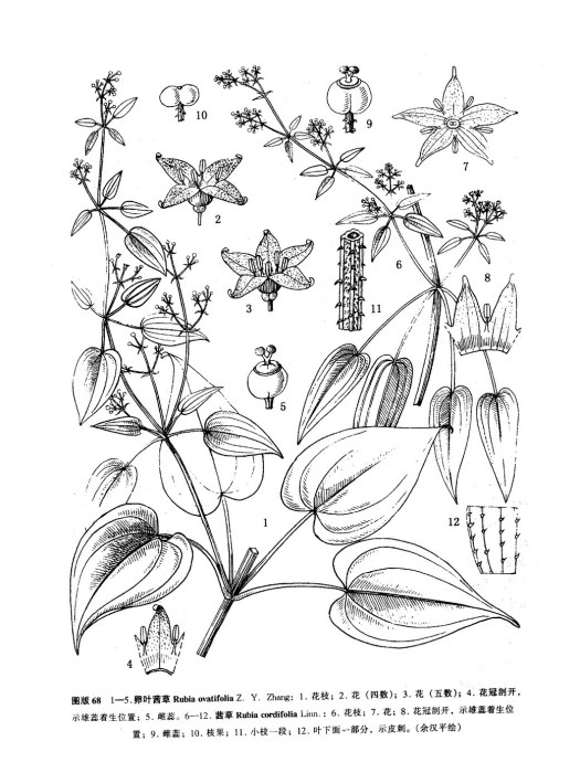 卵葉茜草 卵葉茜草