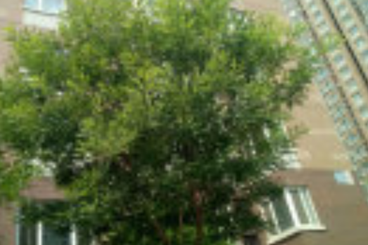 鑫昱花園 鑫昱花園