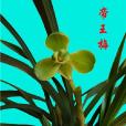帝王梅