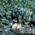 氣泡藻 氣泡藻