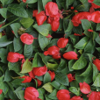 火鶴花(紅鶴芋) 火鶴花(紅鶴芋)