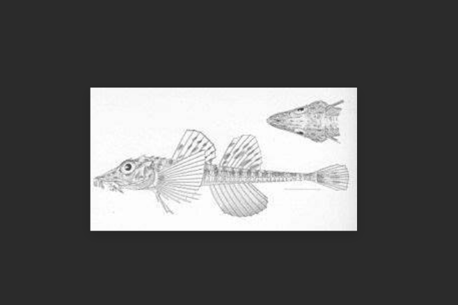 似鱘足溝魚 似鱘足溝魚