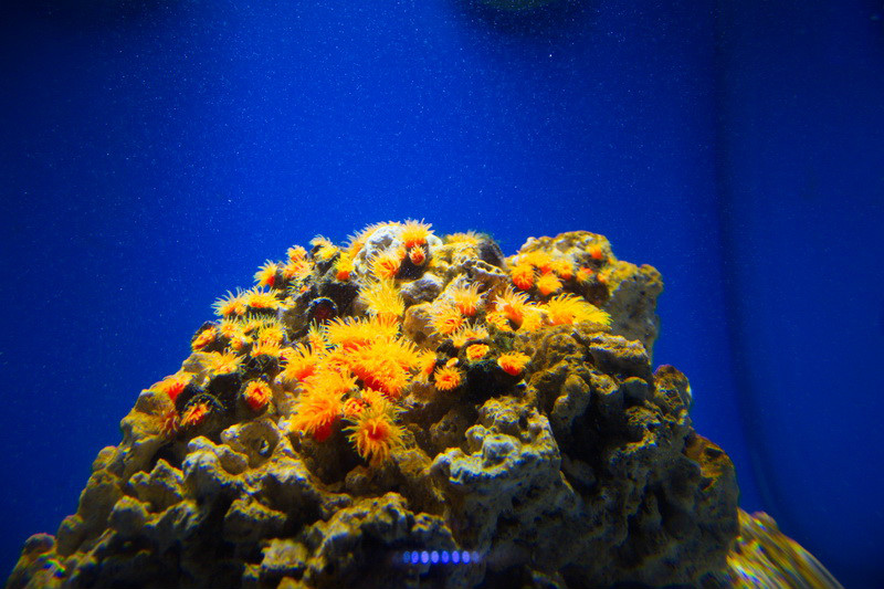 水族館裡的珊瑚蟲