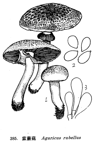 紫蘑菇