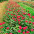 豐花月季