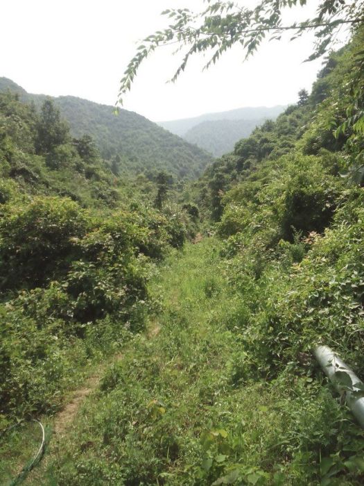 長源沖 長源沖