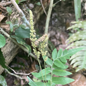 Anemia hirta