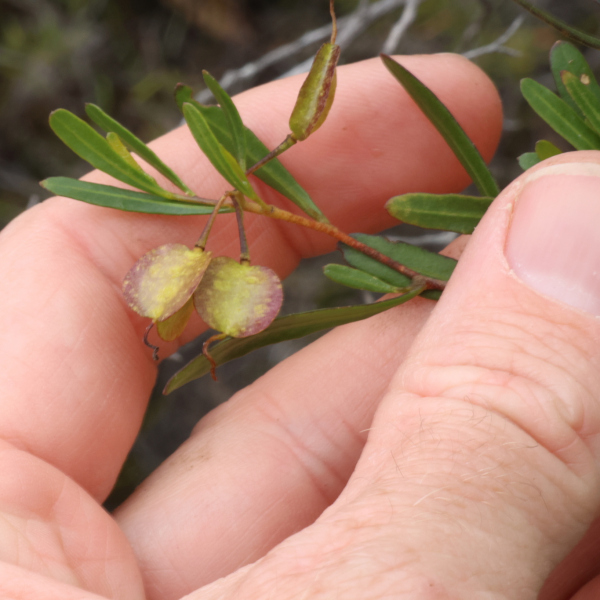 Dodonaea amblyophylla