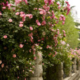 薔薇校園 薔薇校園