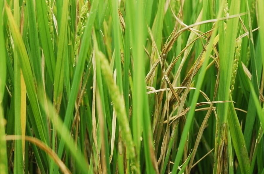 井崗黴素非葉面噴灑防治水稻小麥紋枯病方法
