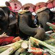 泰國大象節
