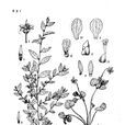 圓葉小堇菜 圓葉小堇菜
