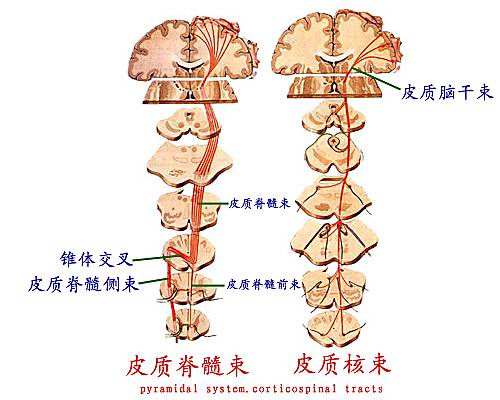 錐體系（皮質脊髓束和皮質核束）示意圖