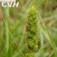 青島薹草 青島薹草