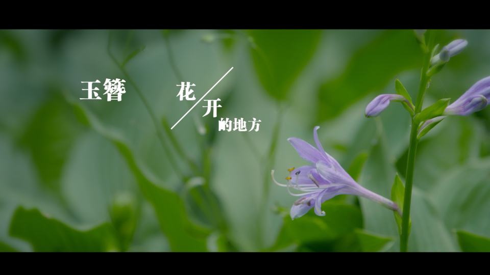 《玉簪花開的地方》（2018）MV封面