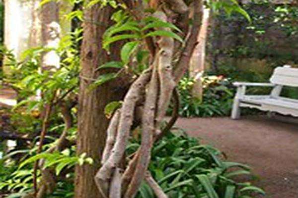 Lonicera alseuosmoides