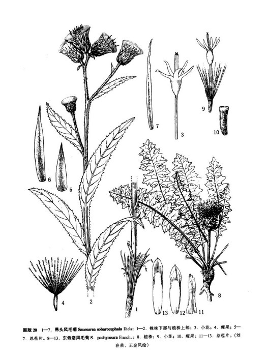 東俄洛風毛菊 東俄洛風毛菊