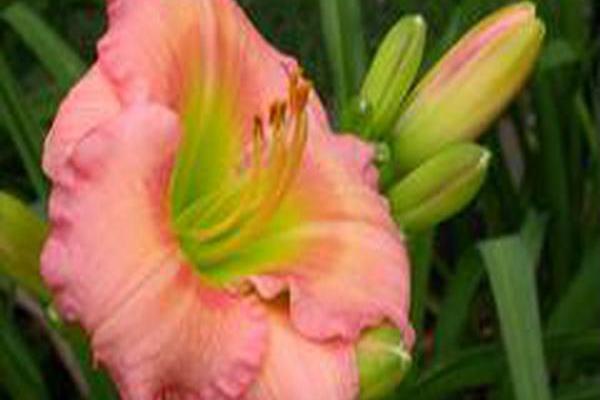 Hemerocallis \x27Chorus Line\x27