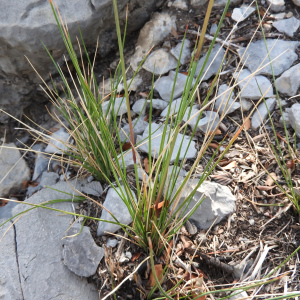 Metcalfia mexicana