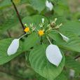 黐花 黐花
