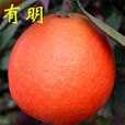 有明雜柑 有明雜柑