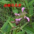 波氏馬先蒿 波氏馬先蒿