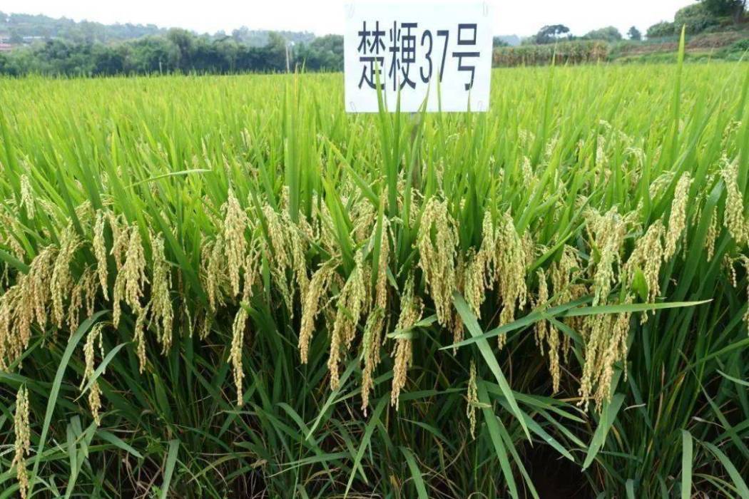 楚粳37號 楚粳37號
