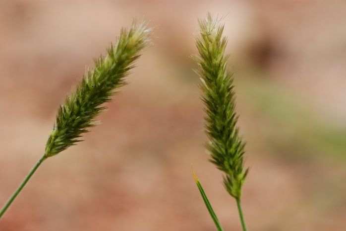 短穗冠芒草 短穗冠芒草