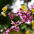 湖北紫荊(雲南紫荊) 湖北紫荊(雲南紫荊)