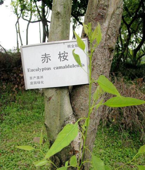 赤桉家系LH74 赤桉家系LH74
