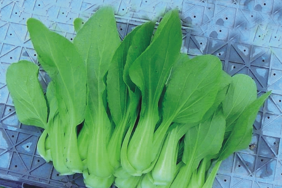 清江白菜 清江白菜