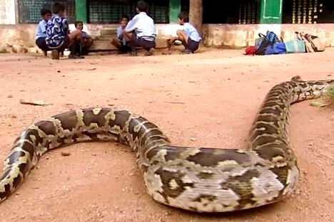 致命動物 致命動物