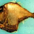棘銀斧魚 棘銀斧魚