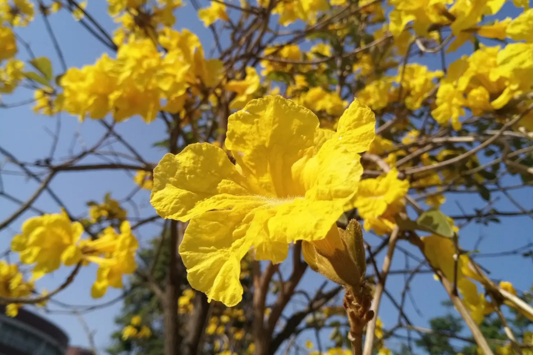 黃花木(豆科黃花木屬多年生灌木) 黃花木(豆科黃花木屬多年生灌木)