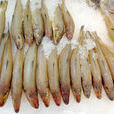 船丁魚 船丁魚