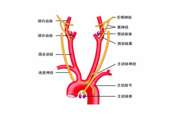 主動脈弓