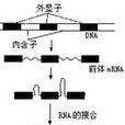 斷裂基因 斷裂基因
