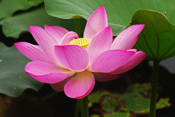 中國蓮 中國蓮