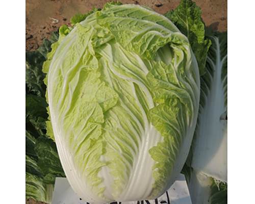 膠研理想 膠研理想