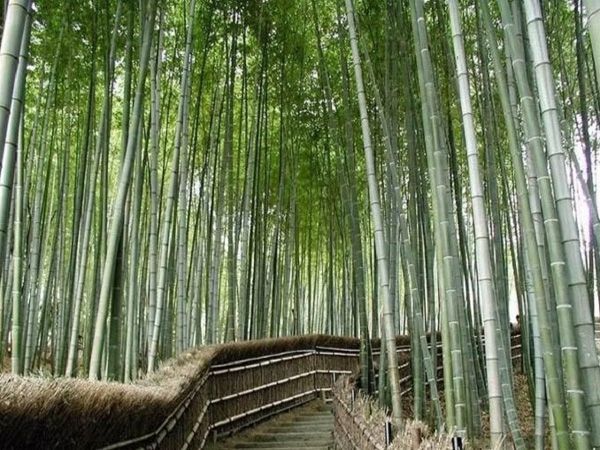 川鄂箭竹